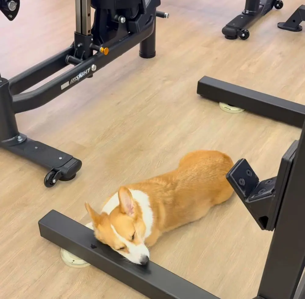 Our resident corgi relaxing in the gym